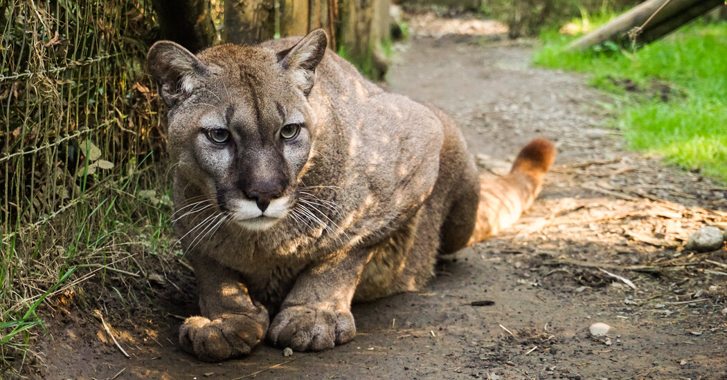 Bir Washington Sanctuary’de Kaş Gribi’nden 20 Buyk Kedi Öldü