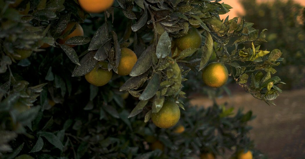 EPA YINE ZARARLI BIR PESTISITTE SANIRLAR AIYOR