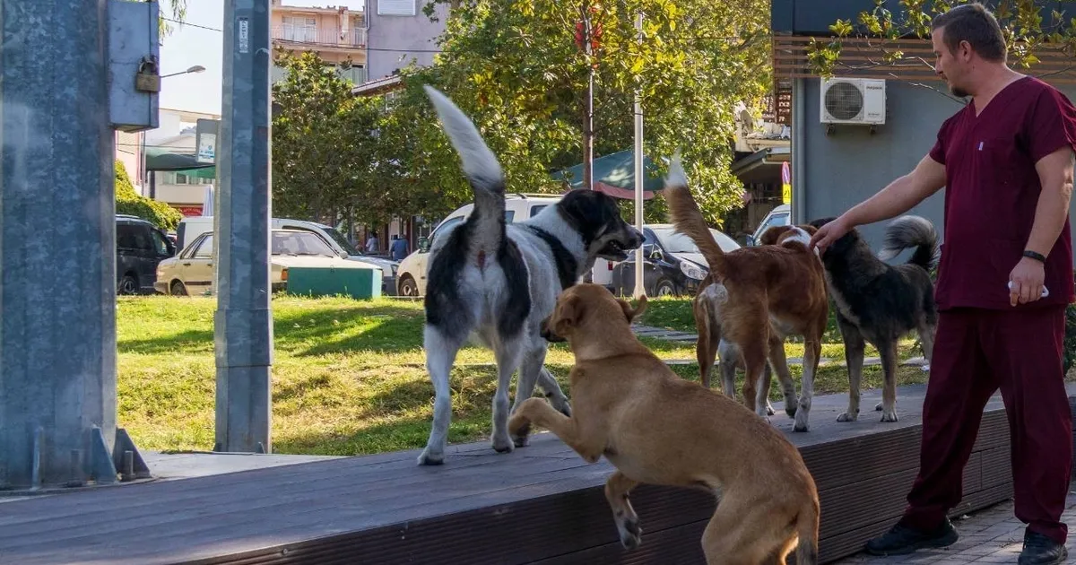 İzmir’in 11 ilçesinde sahipiz Hayvan Sayame Tamamlandı