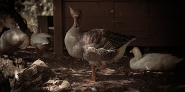 Anadolu-Otoyolu8217nda-Feci-Kaza-1-Olu-15-Yarali-featured